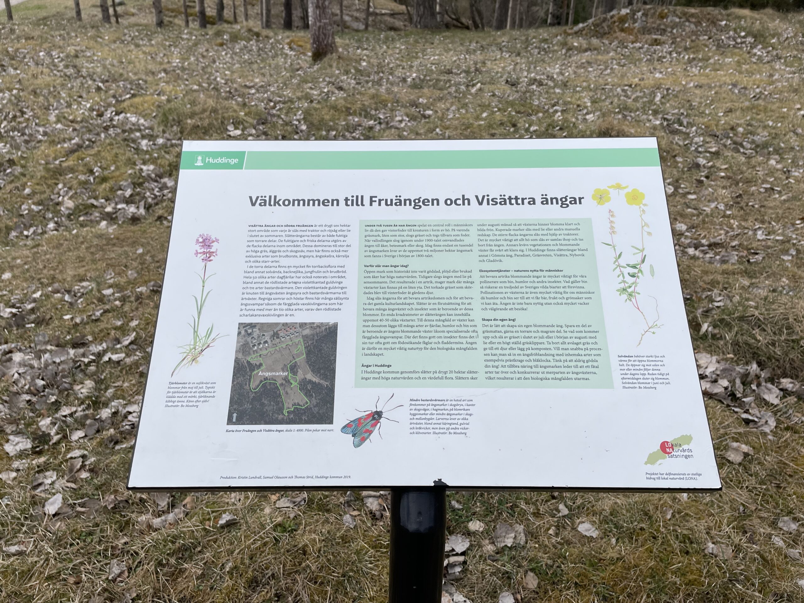 Visättra ängar